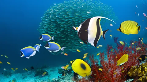 Georgette Douwma/Getty Images Raja Ampat is located at the heart of the Coral Triangle region, which is home to the richest marine biodiversity on Earth (Credit: Georgette Douwma/Getty Images)