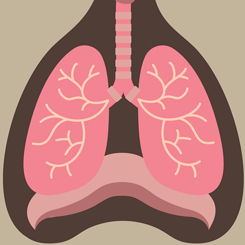 A close up cartoon showing the lungs and the position of the diaphragm in the human body.