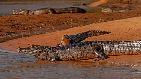 Ibrahim Suha Derbent/Getty Images Large populations of yacare caimans can be found within the Brazilian Pantanal (Credit: Ibrahim Suha Derbent/Getty Images)