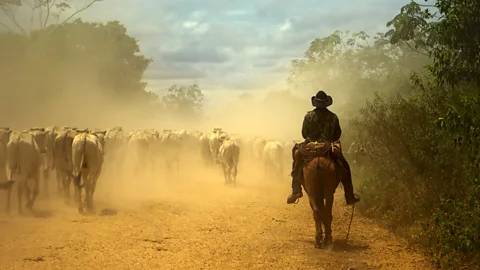 JohannesCompaan/Getty Images Approximately 90% of the Pantanal is owned by cattle ranchers (Credit: JohannesCompaan/Getty Images)