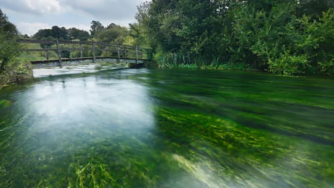 James Osmond/Alamy In Hampshire, part of the trail traces the crystal-clear River Itchen, one of only 200 chalk rivers in the world (Credit: James Osmond/Alamy)