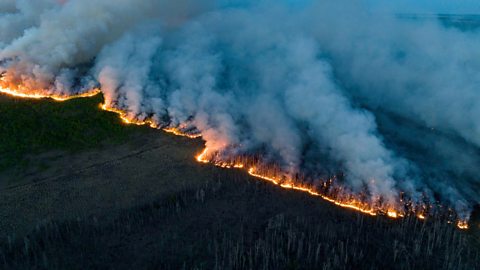 An Indigenous practice may be key to preventing wildfires