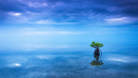 Constance Mier/Alamy Sir Lancelot Jones: The Black farmer who inspired a US park (Credit: Constance Mier/Alamy)