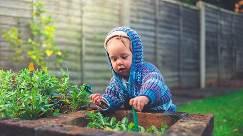 A cute little baby is doing some gardening outside in winter. He is wearing a knitted blue cardigan with a hood.