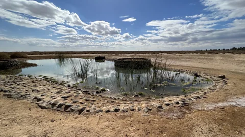 Matthew Petti The Shaumari Wildlife Reserve is a thriving protected environment for some of the rarest animal species in the Middle East (Credit: Matthew Petti)