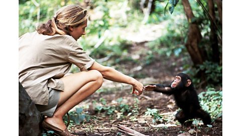 The human-chimp bond captured in an iconic photo