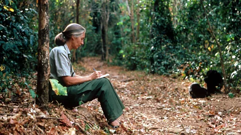 Penelope Breese / Getty Images Jane Goodall's research into chimps in Tanzania paved the way for other female primatologists (Credit: Penelope Breese / Getty Images)