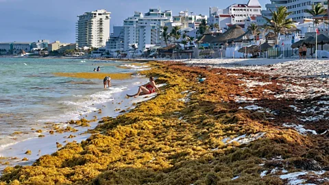 Preventing Seaweed on Cancun & Riviera Maya Beaches