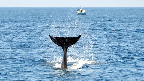 Getty Images An orca (killer whale) in the Strait of Gibraltar (Credit: Getty Images)