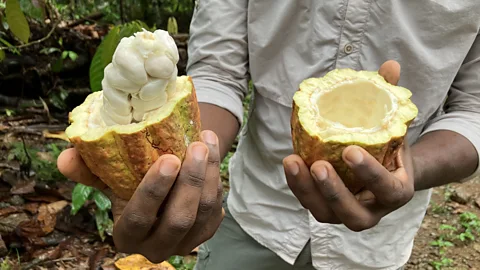 Keith Drew Claudio Corallo uses cacao pulp – the white gooey inside of the fruit – in his chocolate-making process (Credit: Keith Drew)