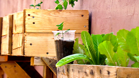 Lettuce growing in wooden herb boxes