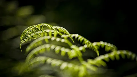 Alamy A close-up of bracken leaves (Credit: Alamy)