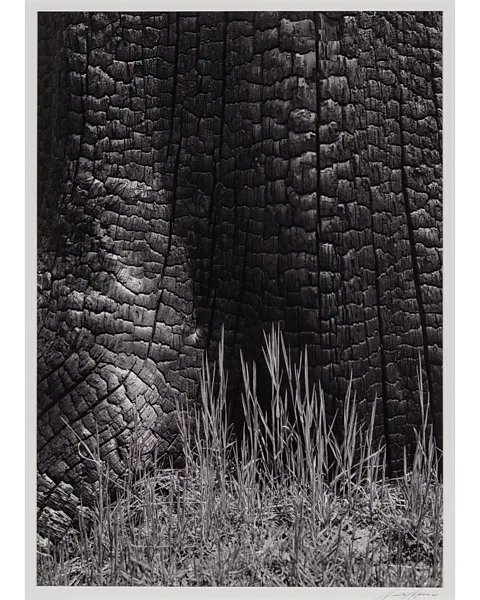 The Ansel Adams Publishing Rights Trust, Courtesy, Museum of Fine Arts, Boston (Credit: The Ansel Adams Publishing Rights Trust, Courtesy, Museum of Fine Arts, Boston)