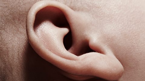 A baby's ear.