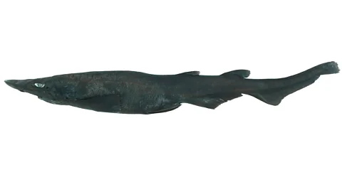 Shark, Species