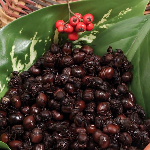 Round ants, roasted on a leaf plate with a small branch of red berries at the top.