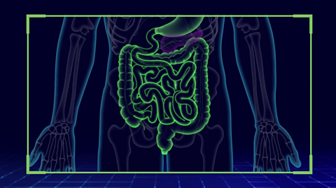 Food and digestion