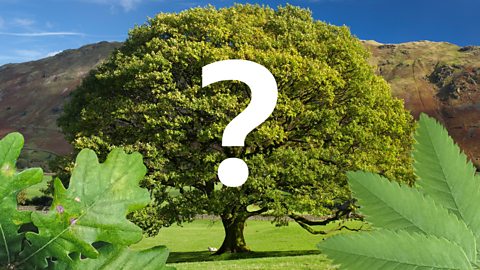 Quiz: Can you identify a tree by its leaves?