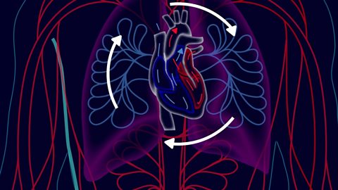 Heart, blood and circulation