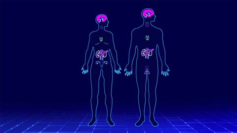 Hormonal coordination and homeostasis