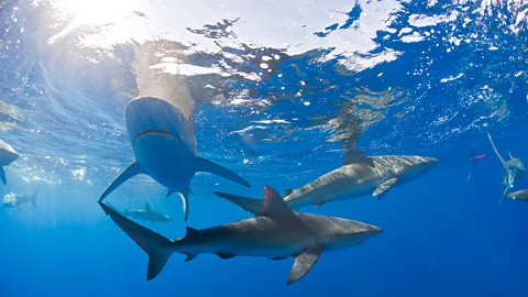 Could your swimwear attract sharks?