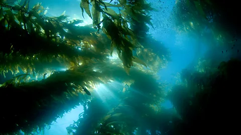 Getty Images High water temperatures can destroy vital marine habitats such as kelp forests, which offer sanctuary and provide food for many fish species (Credit: Getty Images)