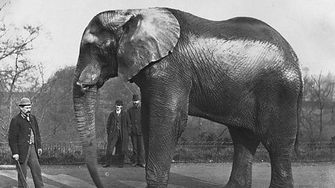 A man with a moustache and bowler hat stands next to an african elephant.