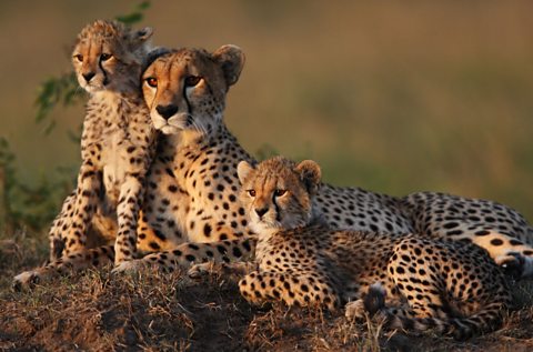 A family of cheetahs