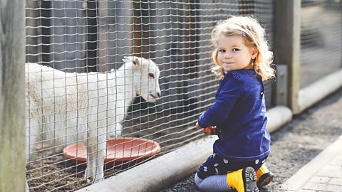 A small girl with a goat at a petting zoo, looking a little unsure.