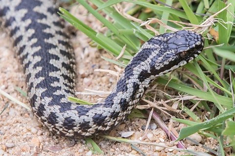 An adder snake in grass.