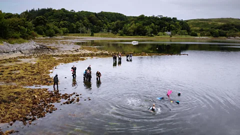 Philip Price/Seawilding A community effort, Seawilding has released 300,000 oysters and planted 300,000 seagrass seeds into the loch so far (Credit: Philip Price/Seawilding)