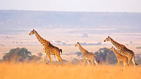 WLDavies/Getty Images Luggage restrictions are commonly in place for safaris (Credit:WLDavies/Getty Images)