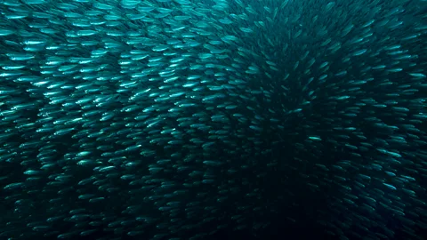 Getty Images Today oceans teem with life, but vast seas wouldn't have had the right conditions to kickstart life, sceintists believe (Credit: Getty Images)