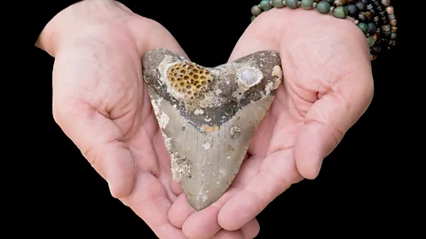 Getty Images The size of the shark's teeth has led to some confusion as to how big this long-extinct species could grow to (Credit: Getty Images)