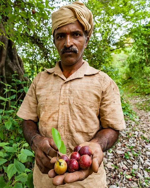 Dinodia Photos/Alamy Red-purple kokum fruits are harvested around April and May (Credit: Dinodia Photos/Alamy)