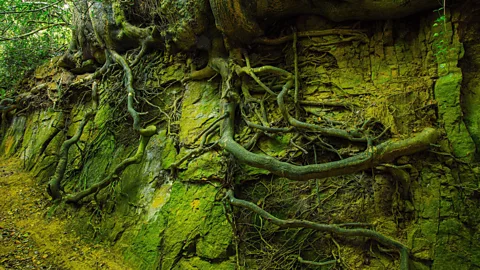 Savo Ilic/Alamy The unique ecosystem is home to rare ferns and mosses as well as animals, insects and fungi (Credit: Savo Ilic/Alamy)