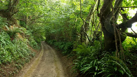 Andrew Wood/Alamy The sunken lanes have been eroded over centuries by the footsteps of travellers and their animals (Credit: Andrew Wood/Alamy)