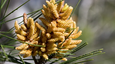 Kew Gardens Aleppo pine is able to quickly reclaim disturbed areas, such as those burnt by forest fires (Credit: Kew Gardens)