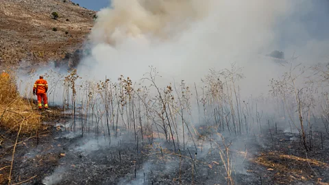 Tree-bark thickness indicates fire-resistance in a hotter future