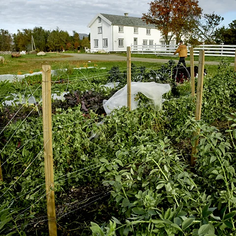 Eivind Natvig The garden at Kvitnes Gård is just a short walk from the main farmhouse (Credit: Eivind Natvig)