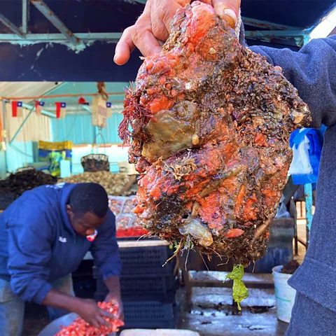 Charis McGowan Appearing as a solid rocklike form, each chunk is made up of dozens of piures lumped together (Credit: Charis McGowan)