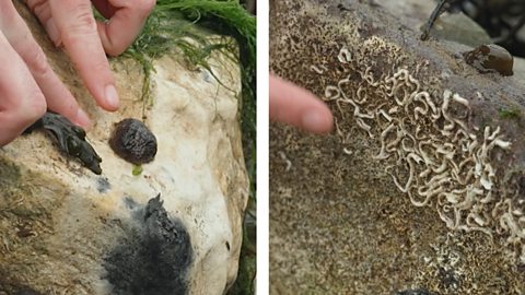 Anemone and these keel worms on the underside of rocks