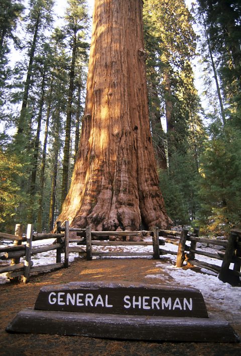 Photo of the bottom of a large tree, surrounded by a wooden fence with a stone plaque which reads General Sherman