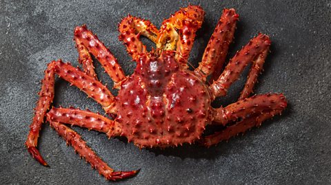 Photo of a large red king crab, covered in small spikes, on a grey background