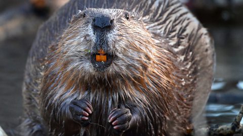 Close-up photo of a wet North American beaver with its orange front teeth visible