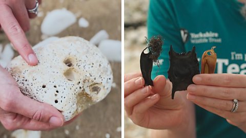 Holes in a white chalk rock (left) and shark and ray eggs (right)