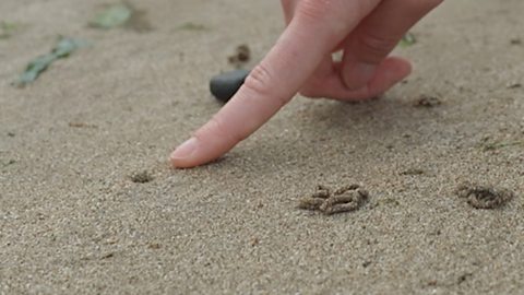 A finger pointing at a lugworm hole in the sand