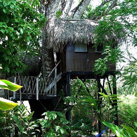 Photograph of a treehouse with a straw roof surrounded by trees in the rainforest.