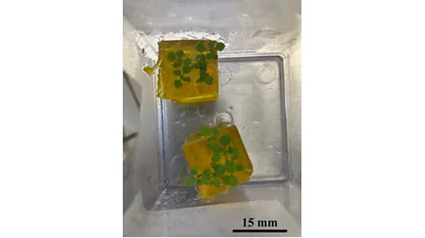 Maddalena Salvalaio Using cubes of hydrogel and small doses of electricity, Maddalena Salvalaio is hoping to encourage
plants to develop roots that grow sideways (Credit: Maddalena Salvalaio)