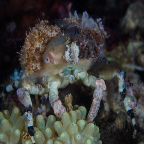 The decorator crab